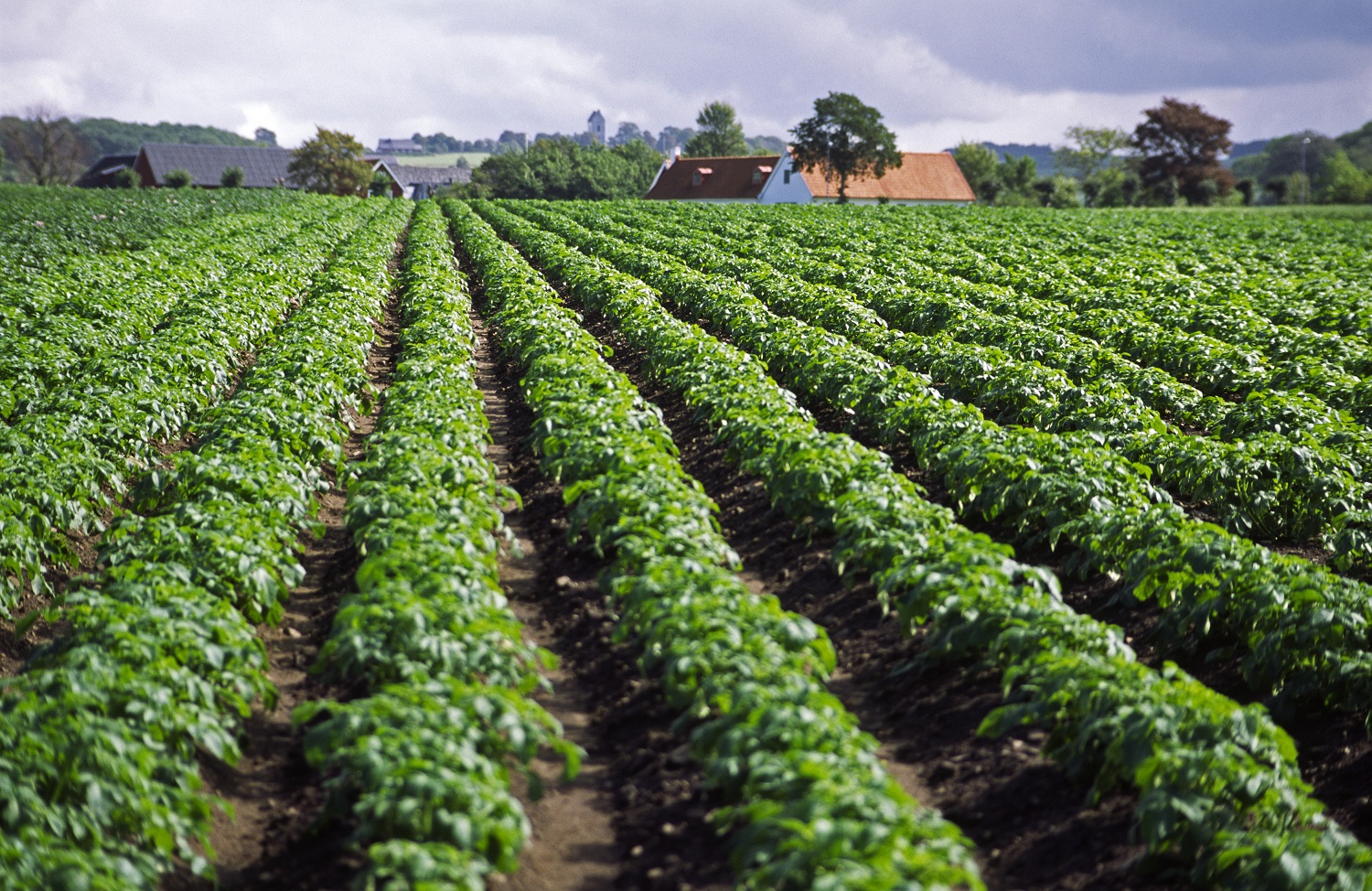 Ethiopia and Israel to Further Strengthen Agricultural Cooperation
