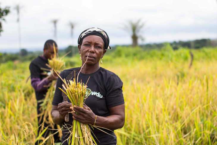 Nigeria: Farmcrowdy Brings Investors to Small-Scale Farmers across Africa