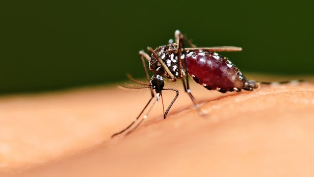 Tanzania: Government Accelerates Measures to Tackle the Spread of Malaria
