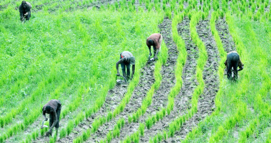 Nigeria: World Bank, Government Support Rice Farmers Ahead of Raining Season