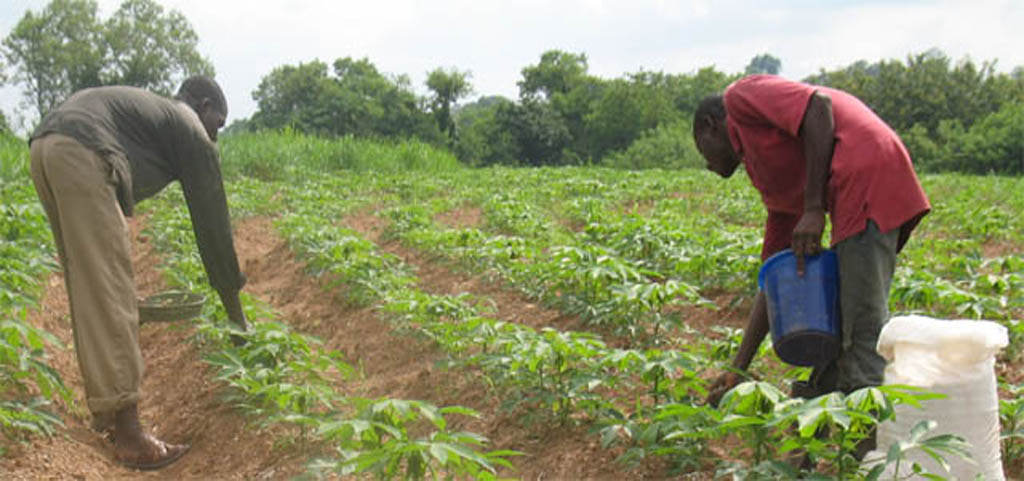 AFDB Leads Drive to Boost Local Supply by Smallholder Farmers in Africa