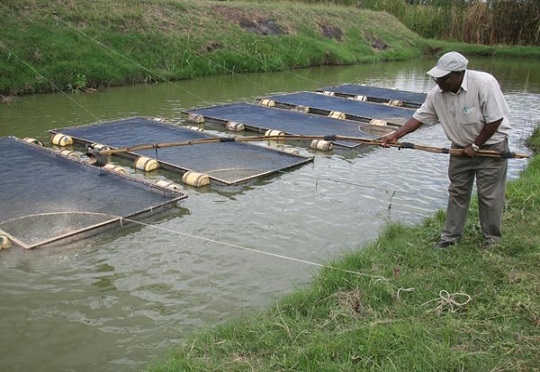 Kenyan Government & IFAD Sign Agreement to Promote Aquaculture