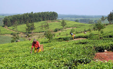 5 East African Countries Records 16% Increase In The Export Of Tea