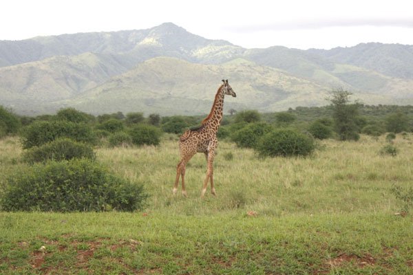 Tanzania’s Serengeti National Park Emerges As Best African Safari Park