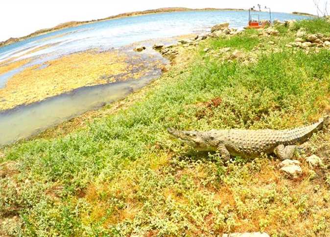 Egypt’s Environment Ministry to establish crocodile farm at Lake Nasser