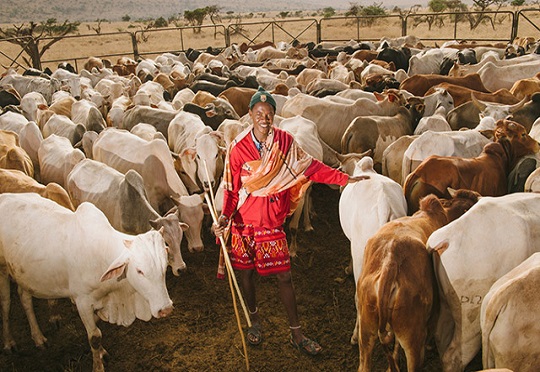 Kenyan Government Reveals Plans to Establish Special Zones for Livestock Production