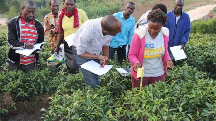 Rwanda: Tea Export Revenues Projected to Rise to $92Million in 2018