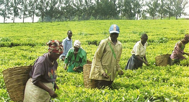 Ugandan farmers to attend millers’ expo