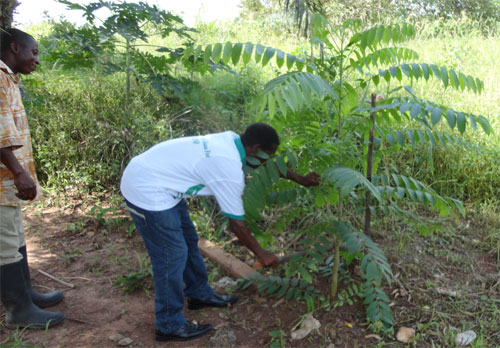 Ghanaian Farmers Exploit Law to Increase Afforestation