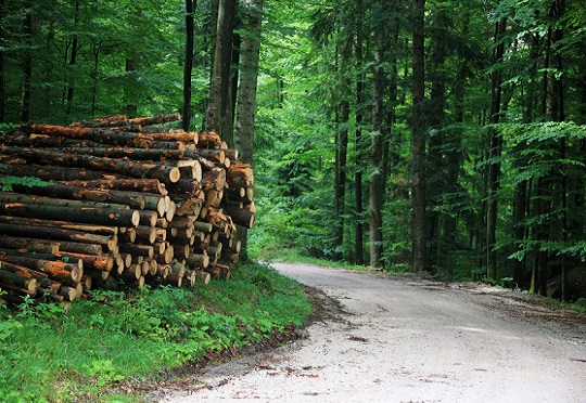 Liberia: AfDB approves $1m to boost private sector in wood industry