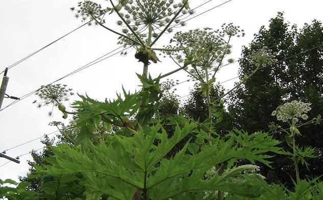 Environmental Protection Efforts of Small Businesses in Nigeria and Ghana for Sustainable Development