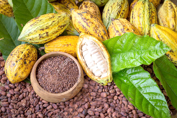 Ghana, Cote d’Ivoire to announce floor price for cocoa on Oct 1