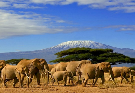 Alibaba Cloud, Kenya Collaborate To Protect Wildlife