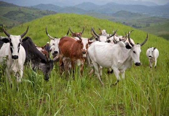 AfDB invests €84 million in Cameroon livestock and fish farming