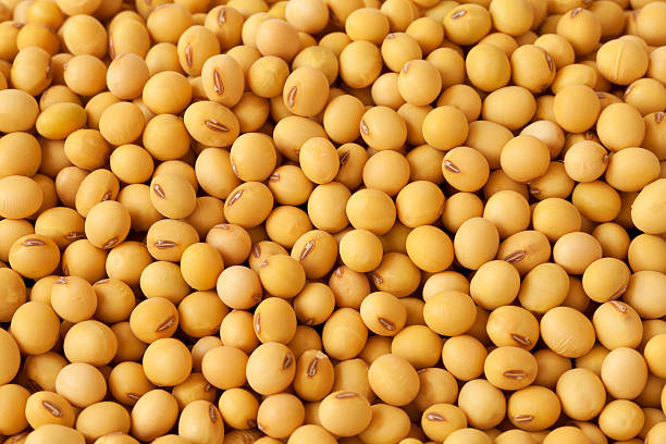 China to import more soybean from Ethiopia to make up for a pause in US shipments