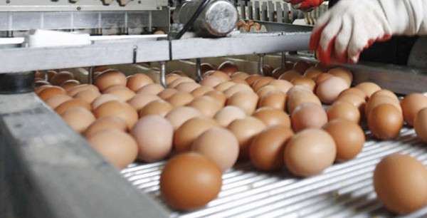 Morocco Produces 5.5 Billion Eggs, Consumes 180 Per Capita
