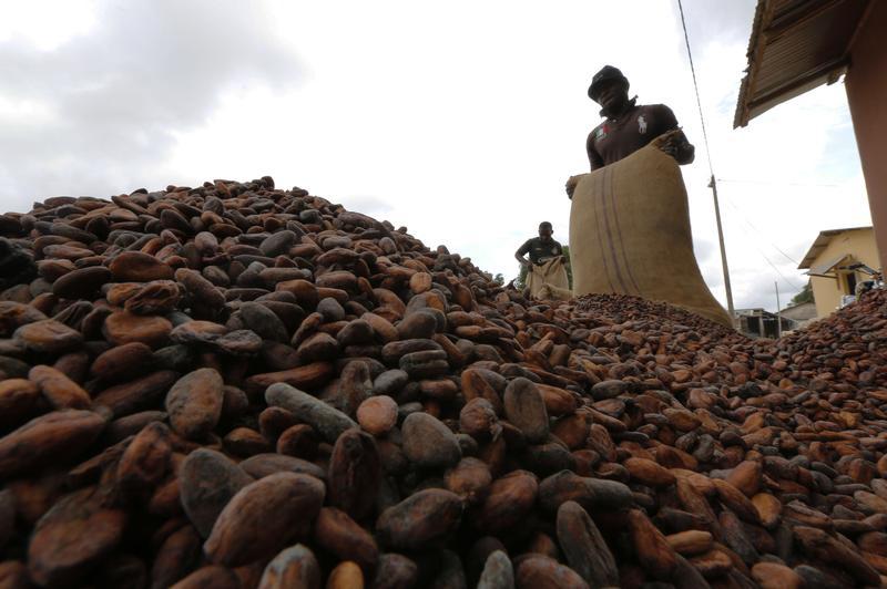 Ghana cocoa farmers harness the law to save forests, boost yields
