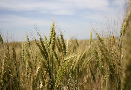 Great expectations from Ethiopia’s Wheat Initiative