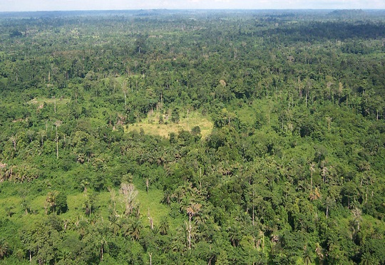 Liberia community forests hijacked by global logging companies, report
