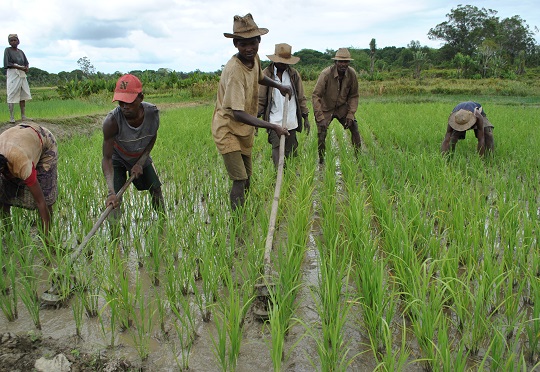 Madagascar rice regions triple yields with support from AfDB
