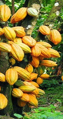 COCOBOD to Receive US$600M AfDB Loan Facility