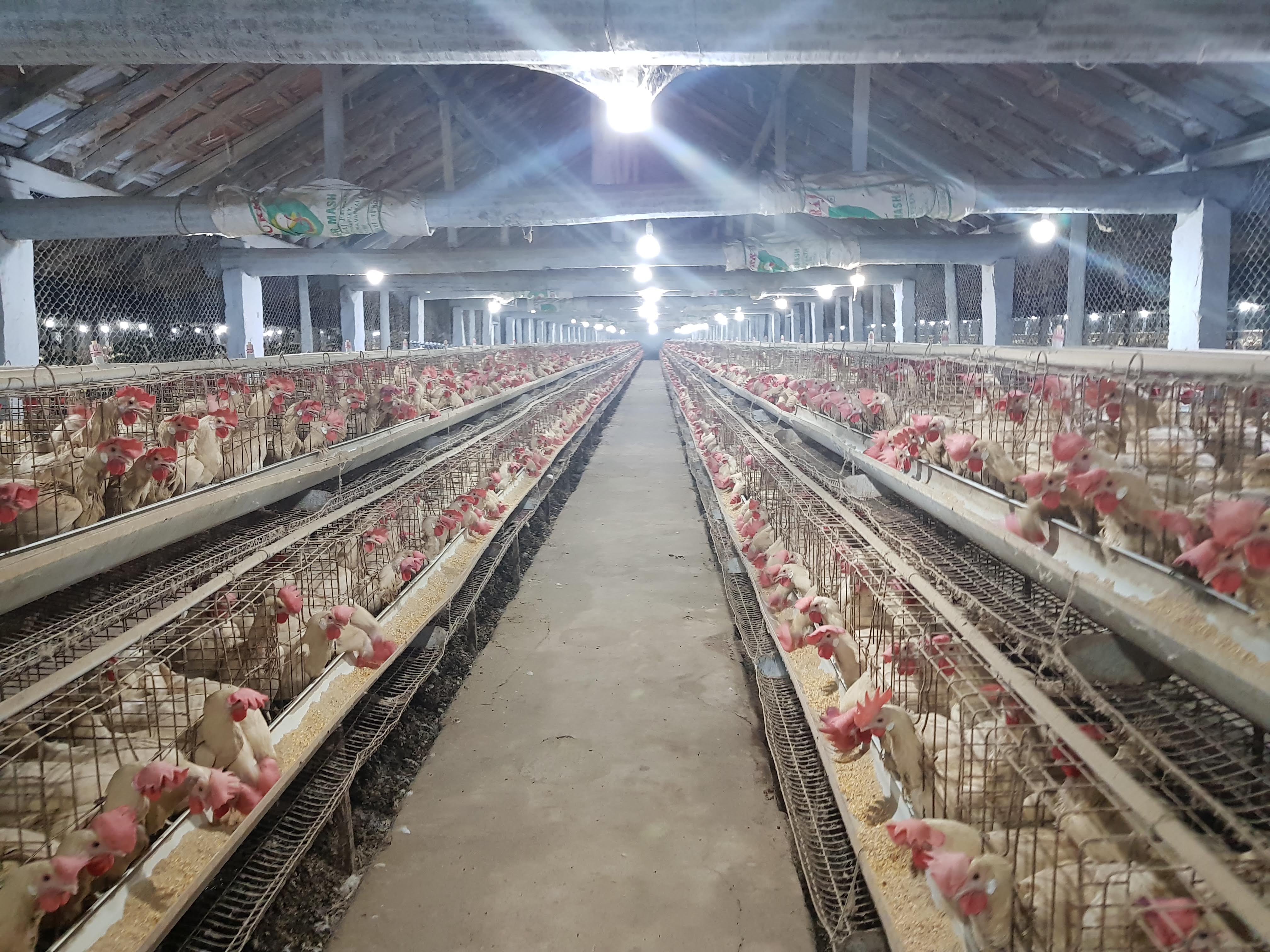 Ukraine, Tunisia approve veterinary certificate for poultry exports