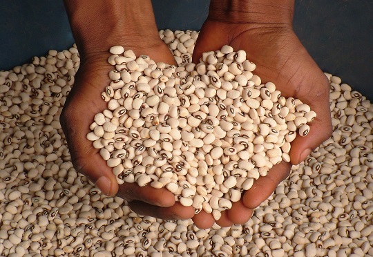 Tanzania, South Africa and Kenya Benefit Most From Investments in Local Seed Business Activities