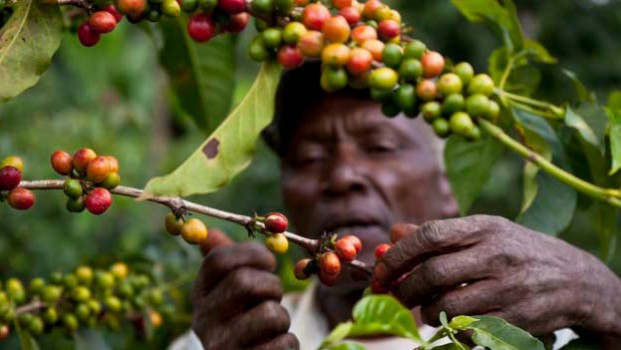 Kenyan Government To Invest $3bn In Coffee Farming