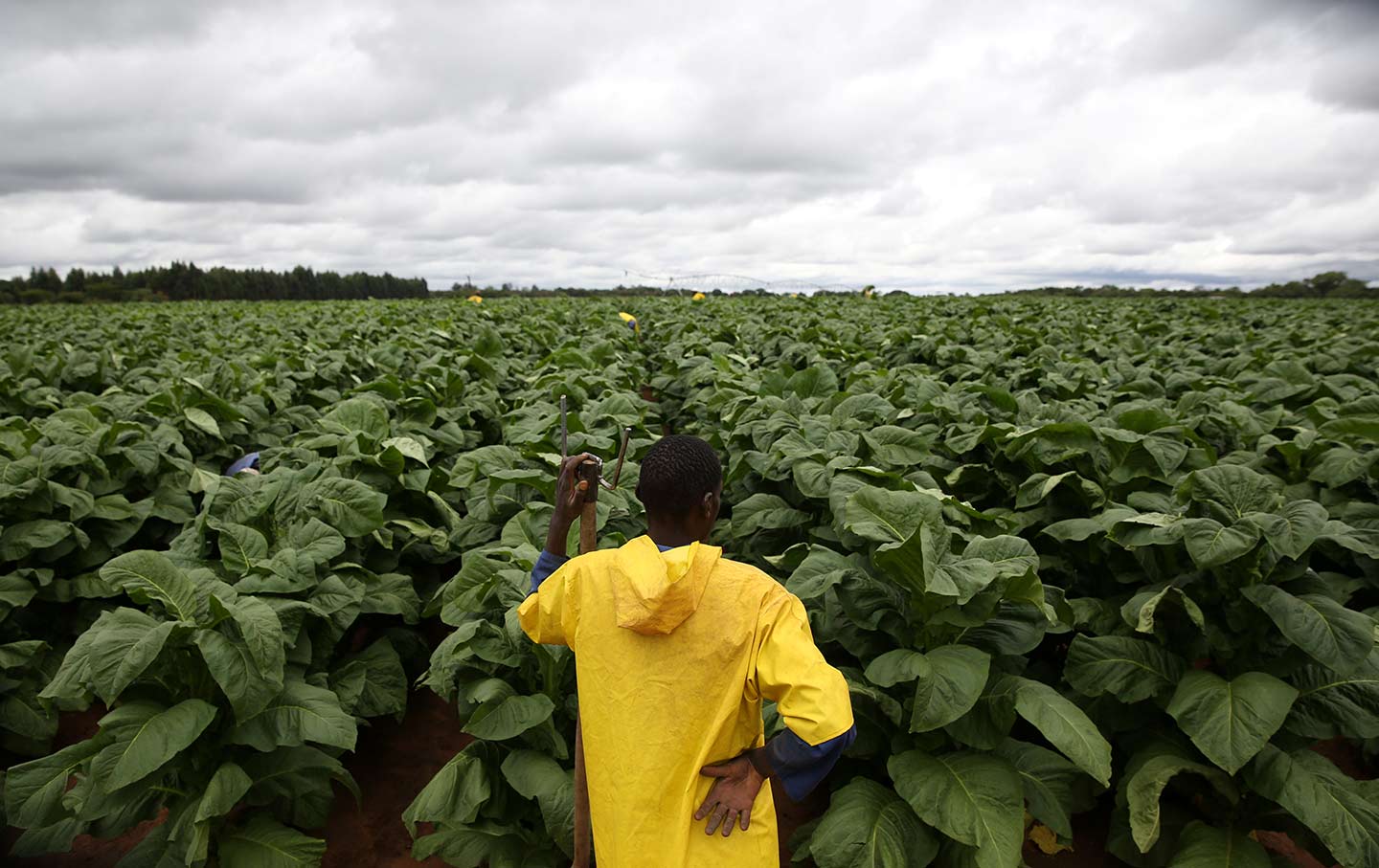 Zimbabwe Earning To Be Boosted By Tobacco