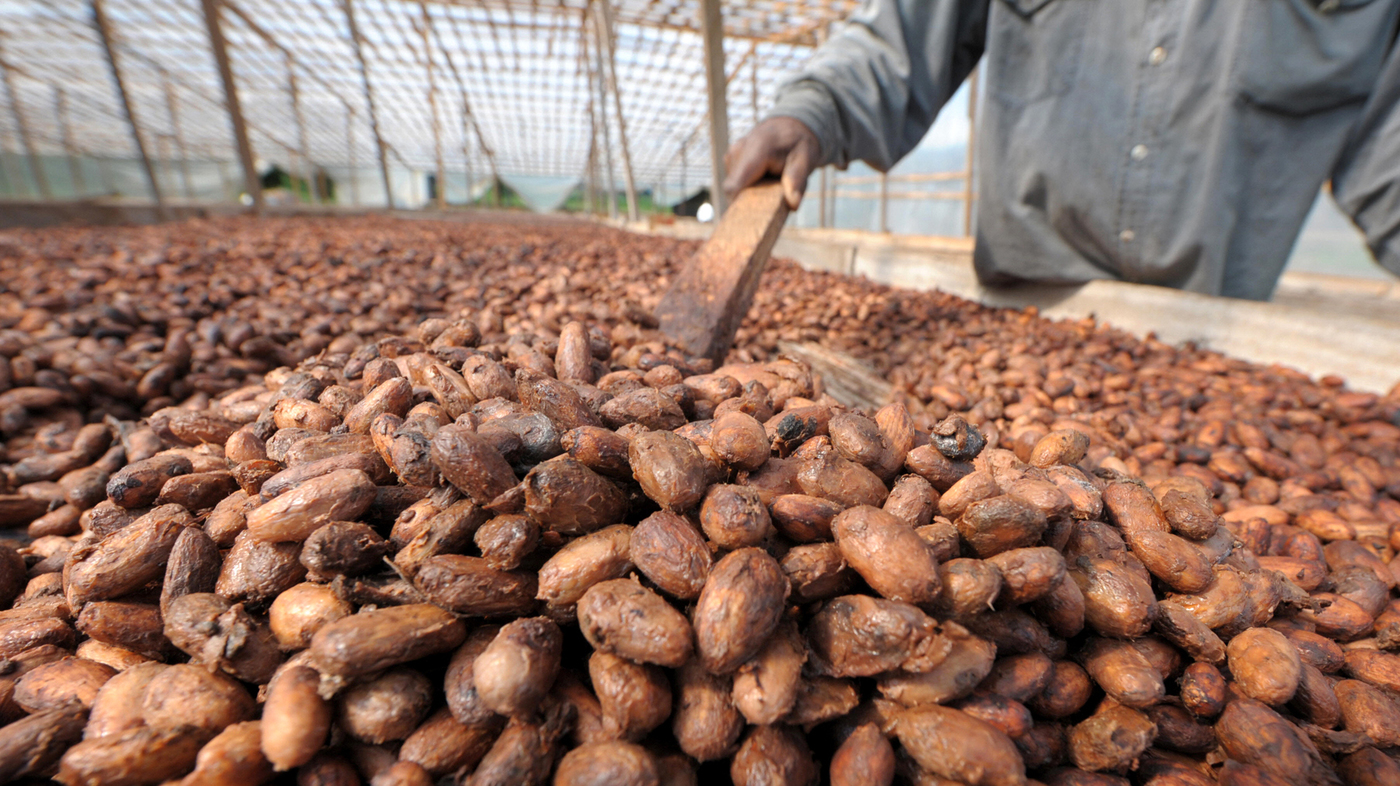 Rain, Critical To Cocoa Productivity, Ivorian Farmers Say.
