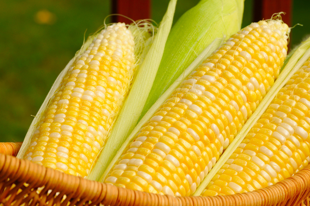 Tanzania To Export 700,000 Tonnes Of Maize