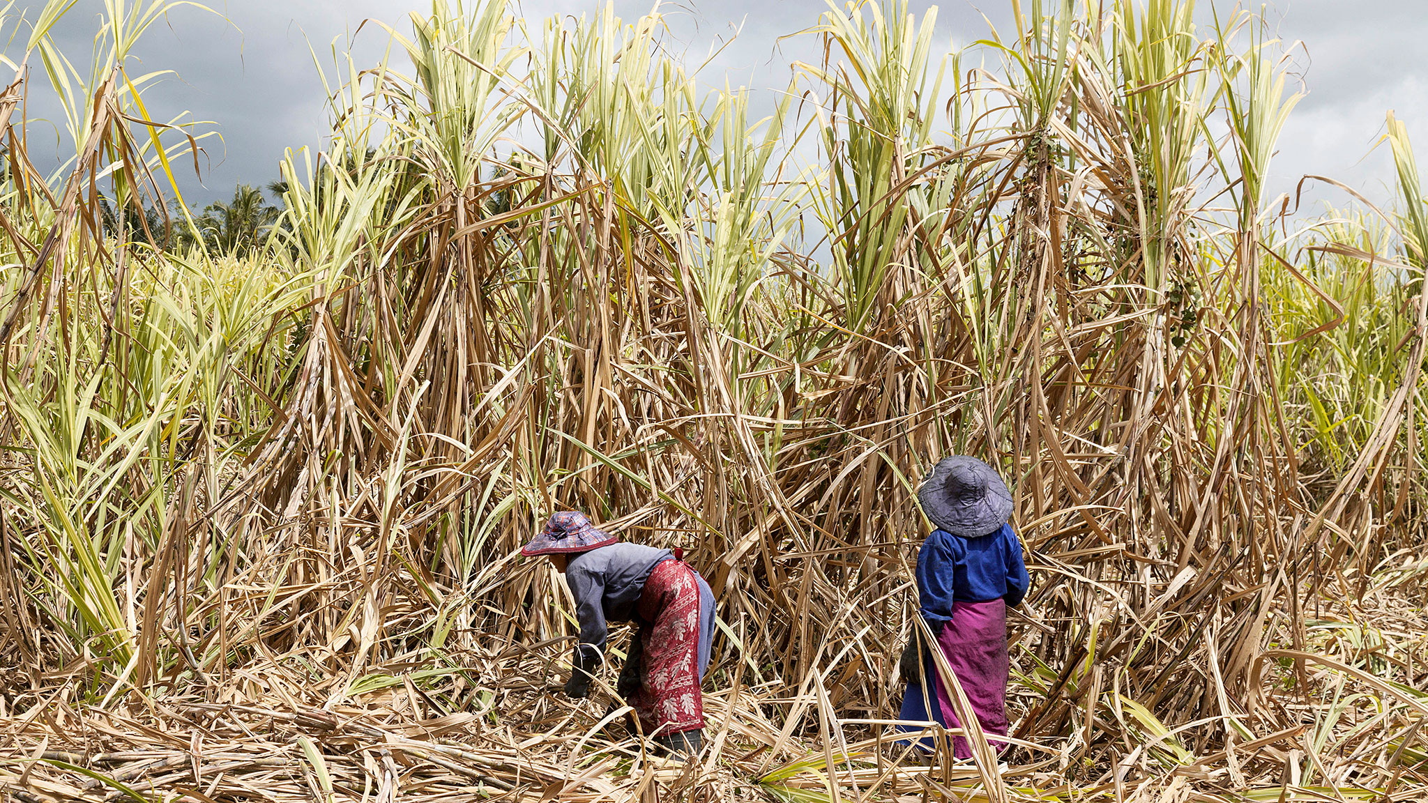 Mauritius Sees Sugar Export Rise
