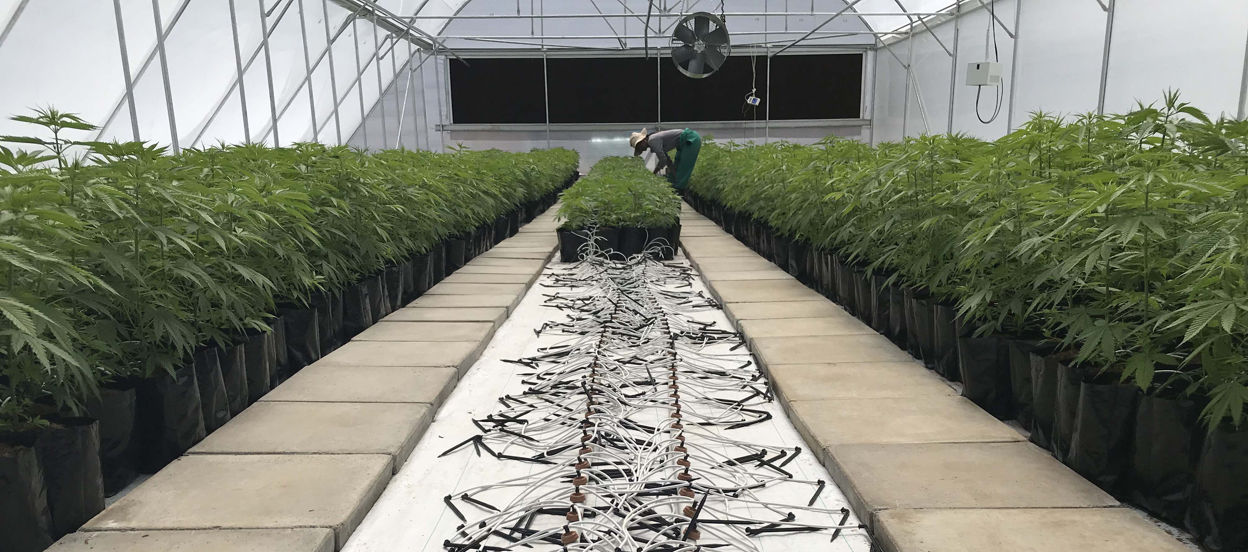 Lesotho Leads African Marijuana Export Market