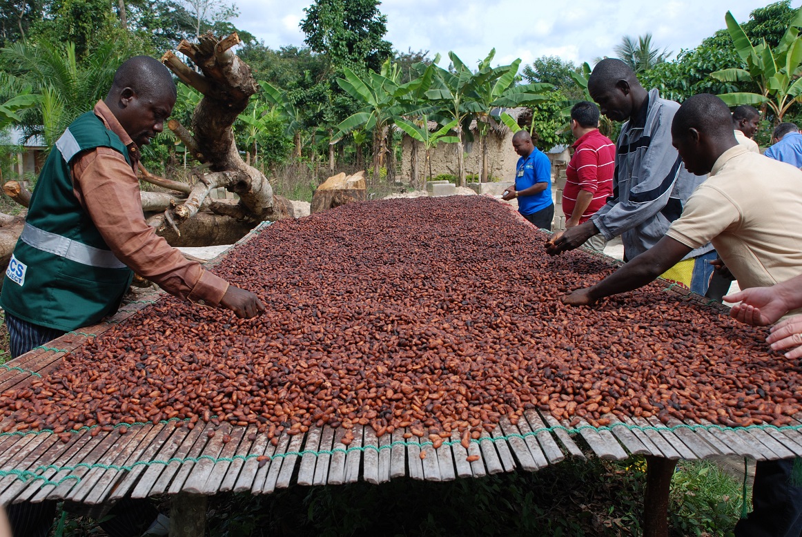 Ivory Coast to Combat Illegal Cocoa Production