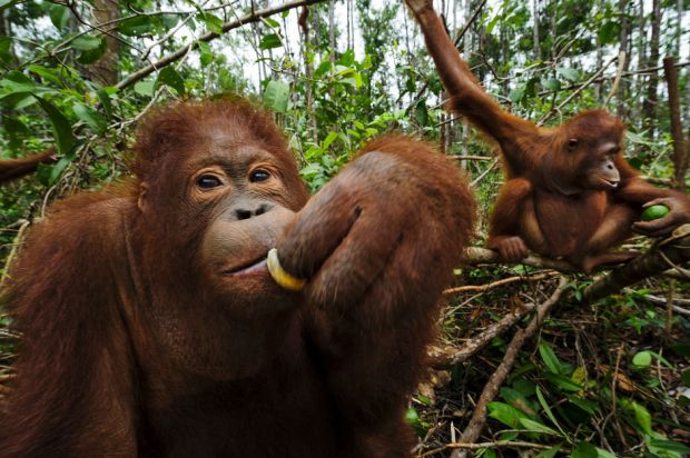 Palm Oil From ‘Orangutan Capital of World’ Sold to Major Brands, Says Forest Group