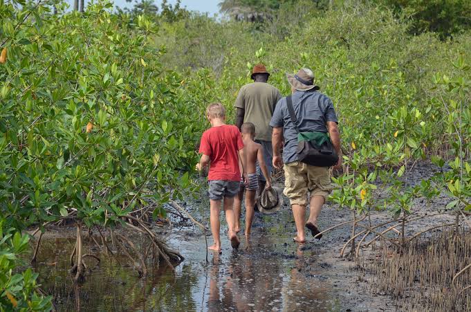 How El Ali’s Mangrove Initiation Led To The Largest Mangrove Re-planting Project In The World