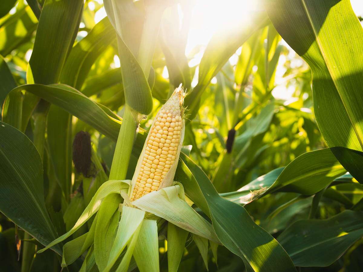 South Africa Expected to Plant More Maize Hectares Than In Previous Season