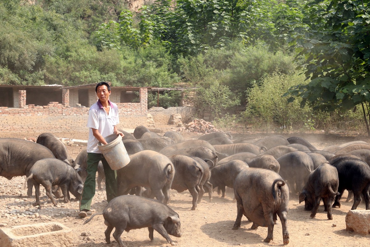 Chinese Study Unlocks Clues To Fight African Swine Fever
