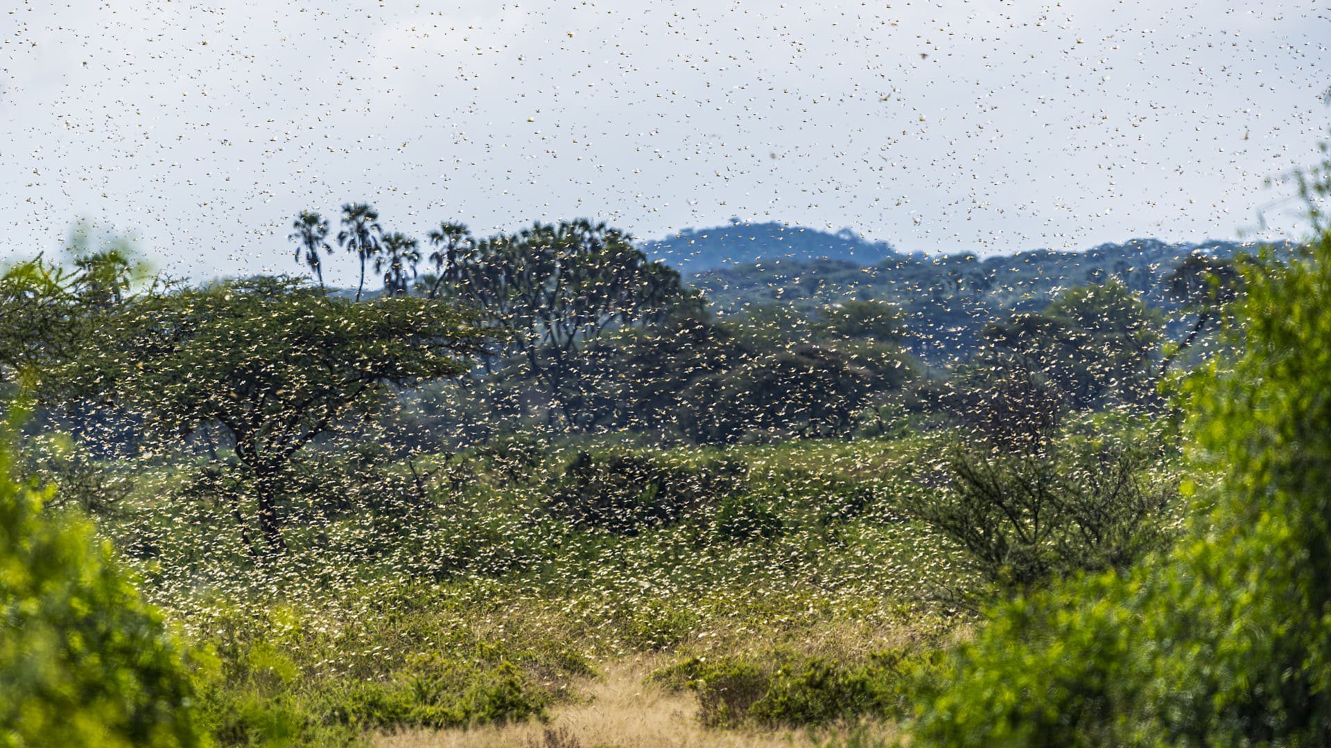 African Development Bank approves $1.5 million emergency grant to curb desert locusts ravaging East and Horn of Africa