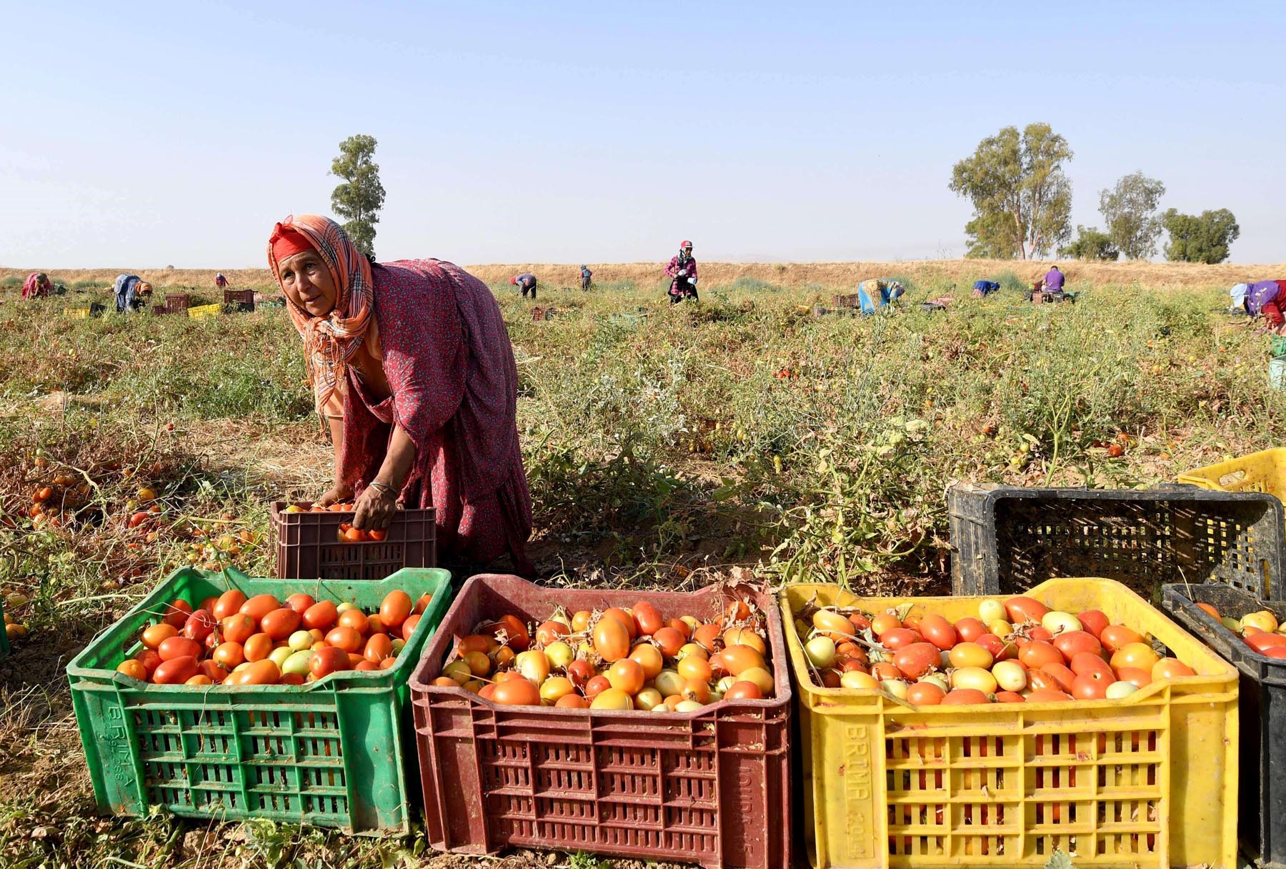 Tunisia’s farming systems wins global recognition
