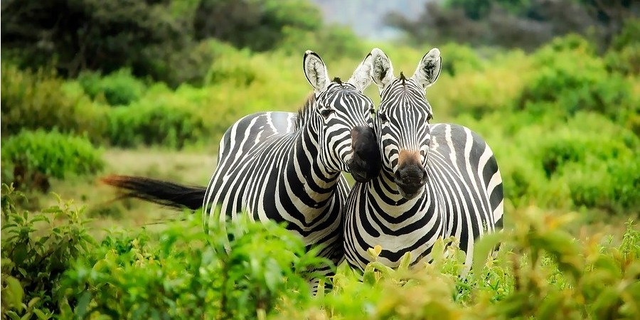 What Tourists Could be Missing in Kenya