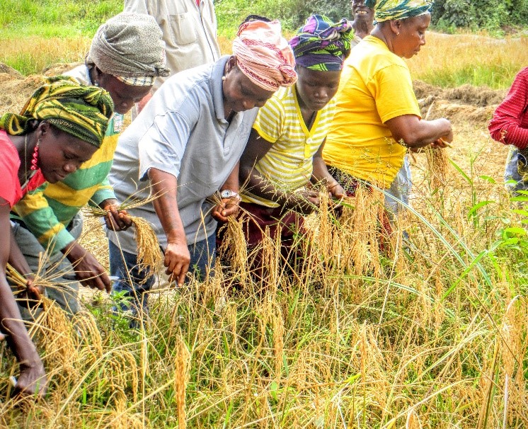 Liberia launches 300 acres rice harvest