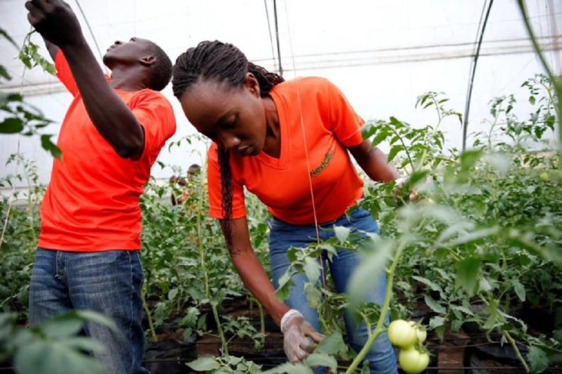 African Development Bank (AfDB) Supports Young Africans in the Agricultural Sector