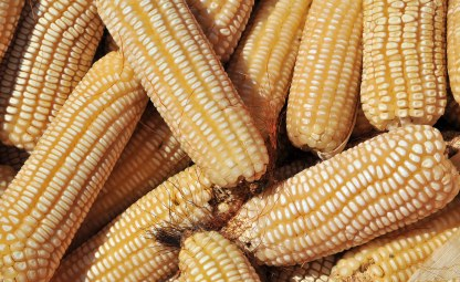 Importation Ban On Maize From Uganda And Tanzania Lifted