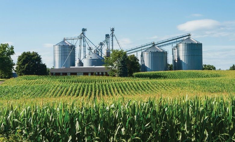 Four Ventures African Youths Can Explore in Agribusiness