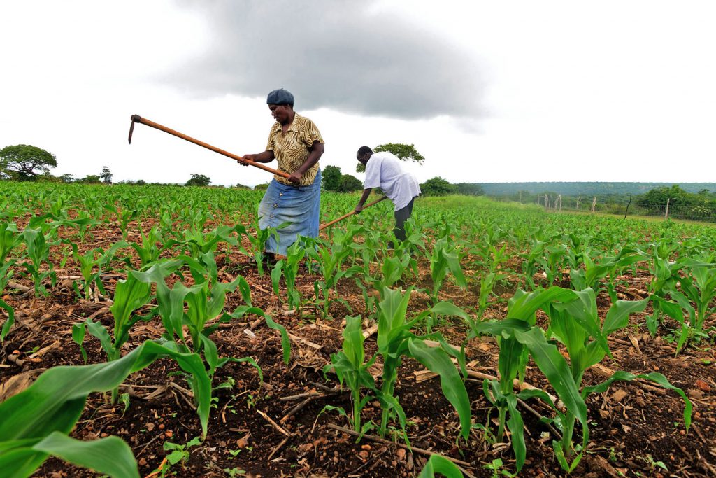 TIC Calls On Farmers In Tanzania To Improve Agricultural Production For