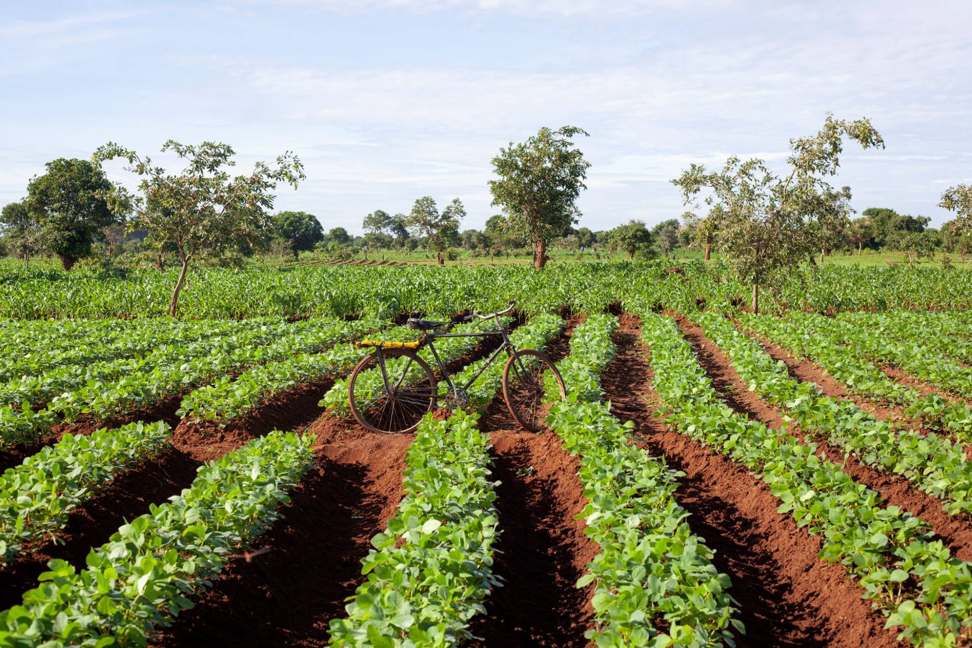 Malawi Set to Hold Policy Conference On Agriculture