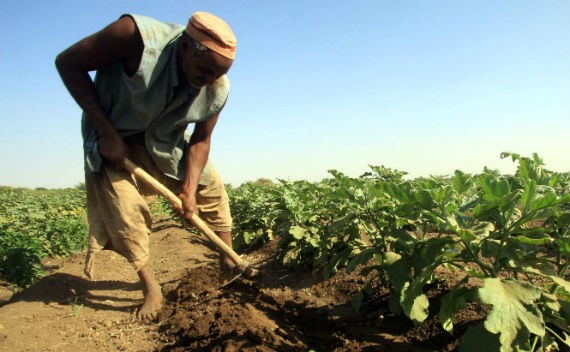 AfDB Approves $150 Million To Develop Africa’s Agriculture Value-Chain