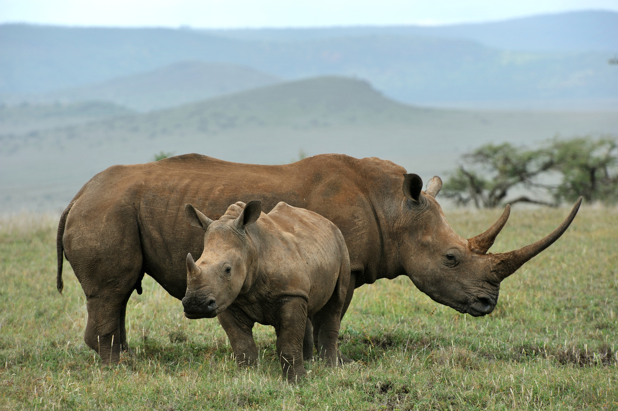 World Bank Sells First ‘Rhino’ Bond to Help South Africa’s Conservation Efforts