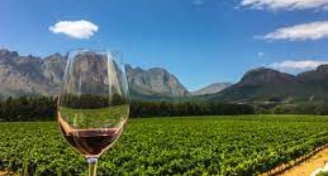 Africa An Unexplored Market for Fine Wines